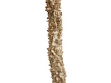 SalesFever® Stehleuchte Treibholz Natur/Weiß 150 cm Pandora 368725 Miniaturansicht - 4